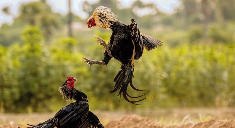 Khám phá lý do gà chọi 5 tiếng không gáy